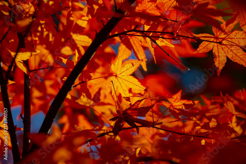 Картината върху платно 逆光に輝く紅葉