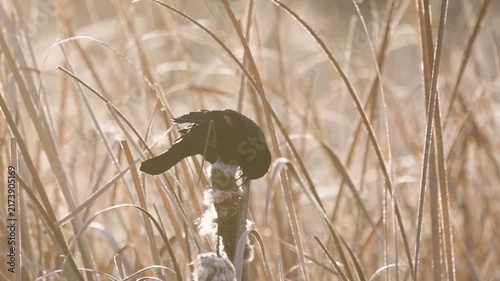 Slow motion 4k video of a Red-Wing Blackbird picking through the fluff on a cattail stalk on a winter morning at a nature reserve in Boise Idaho USA.