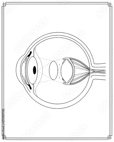 Detailed anatomical line drawing of a human eye cross section showing internal structures