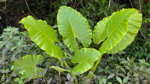 Konstfotografi Alocasia macrorrhizos, also known as elephant ear, has large, bright green leaves and thick petioles
