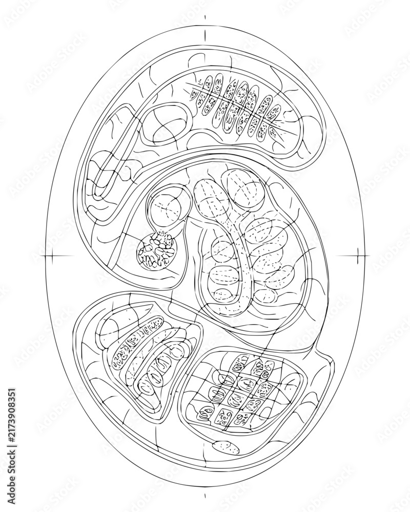 Obraz premium Detailed biological cell structure cross section illustration in black and white line art
