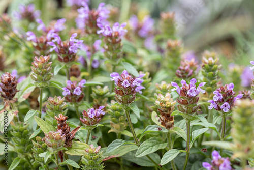 Brownwort (Prunella vulgaris). Habit of the stems in bloom.