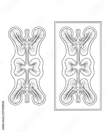 Vintage biological illustration of a neural structure cross section in black and white line art