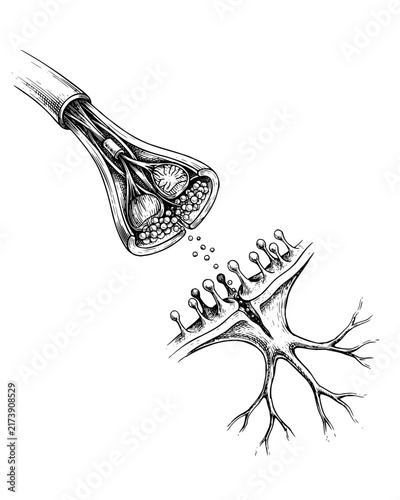 Botanical illustration of pollen release and plant reproduction process in vintage line art style