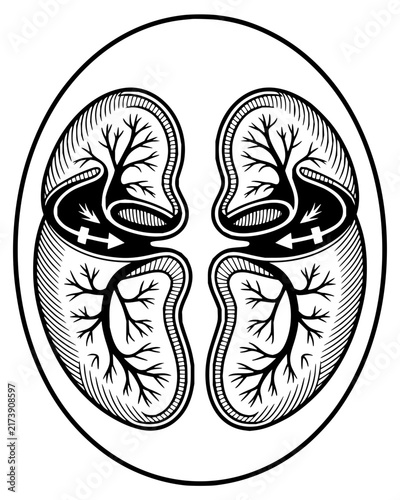 Conceptual anatomical illustration of kidneys with internal branching structures and flow arrows