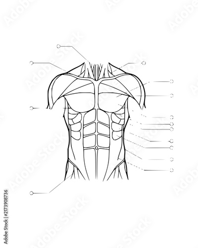 Anatomical line drawing of male upper body muscular system with diagram labels and pointer lines