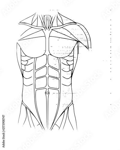 Detailed line art illustration of a muscular male torso showing abdominal and chest muscles