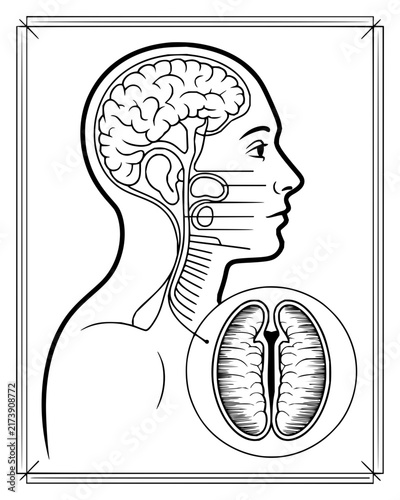 Human Head Profile with Brain and Nervous System Illustration