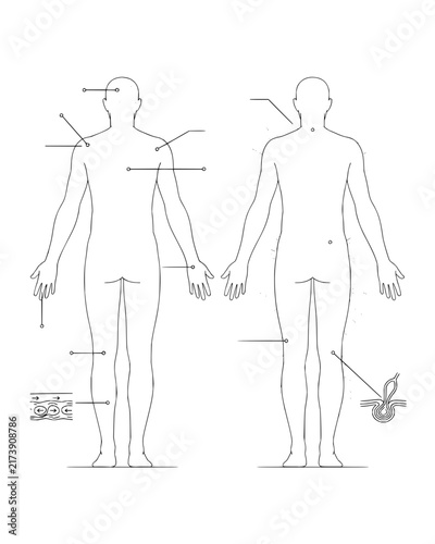 Human Body Diagrams with Anatomical Point Markers and Skin Texture