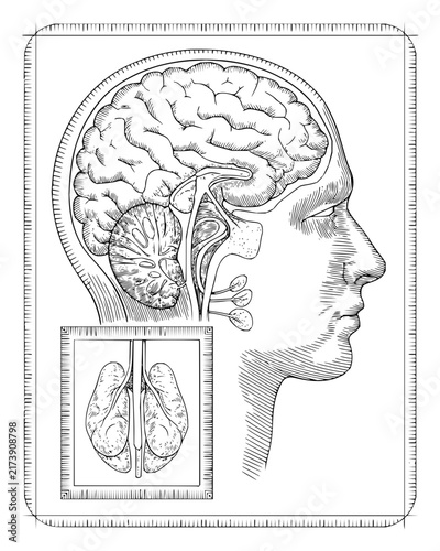 Human Anatomy Diagram of Brain and Lungs in Line Art Style