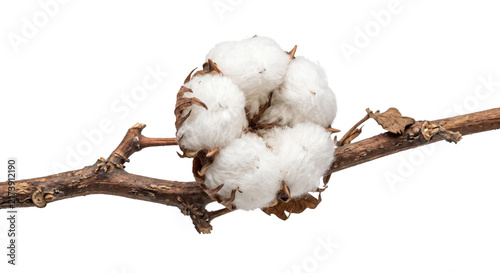 Fotografie Fluffy white cotton boll growing on a dry brown branch with leaves