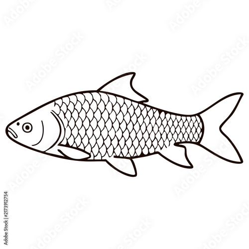 Scaly Carp Line Art - Freshwater River Fish Vector Illustration for Angling Equipment Packaging, Lake Fishing Badges, and Seafood Market Menus