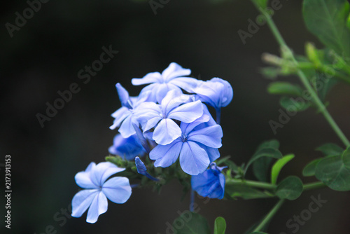 夏の花