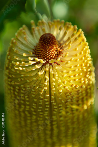Foto Yellow banksia florets unfolding around a brown tip
