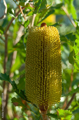 Fotografía Australian banksia bloom displaying hundreds of tiny yellow flowers on a cylindr