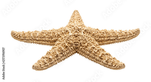 Obraz na plátně Detailed view of a textured brown starfish against a clean white background