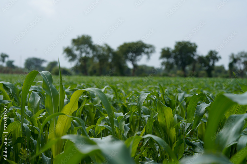 Naklejka premium Close-up view of vibrant green young maize crop leaves growing densely in an agricultural field.