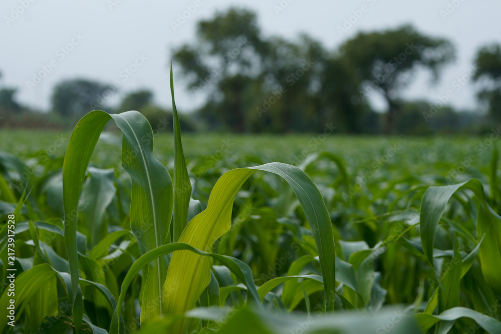 Naklejka premium Close-up view of vibrant green young maize crop leaves growing densely in an agricultural field.