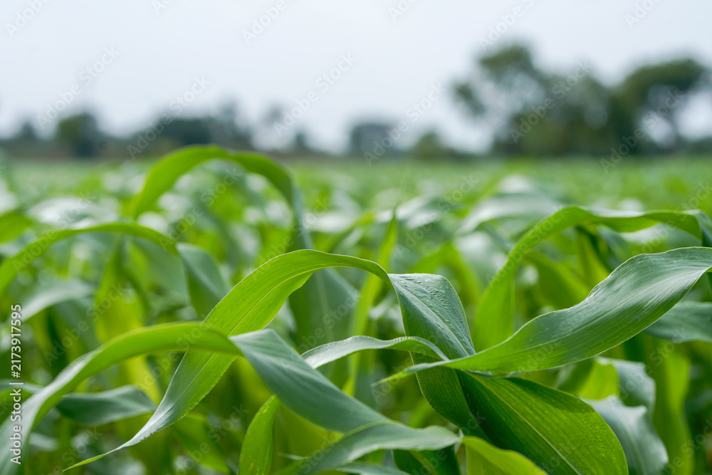Naklejka premium Close-up view of vibrant green young maize crop leaves growing densely in an agricultural field.