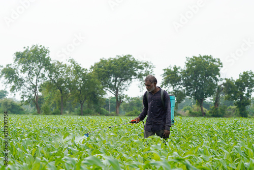An Indian farmer walks through his green corn field using a backpack sprayer to carefully apply treatment across his crops.