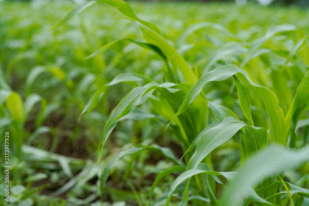 Naklejka premium Close-up view of vibrant green young maize crop leaves growing densely in an agricultural field.