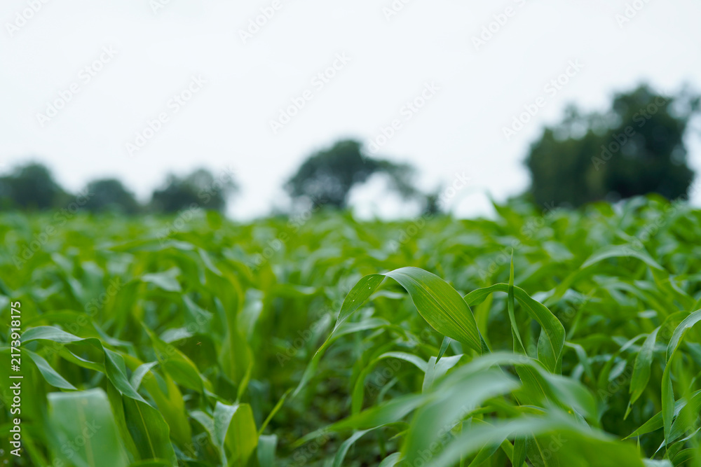 Naklejka premium Close-up view of vibrant green young maize crop leaves growing densely in an agricultural field.
