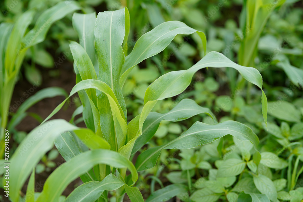 Naklejka premium Close-up view of vibrant green young maize crop leaves growing densely in an agricultural field.