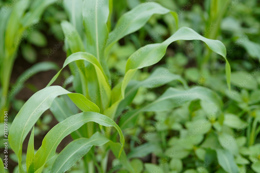 Naklejka premium Close-up view of vibrant green young maize crop leaves growing densely in an agricultural field.