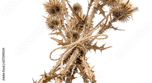 Foto Dried thistle stems tied together with twine on a white background