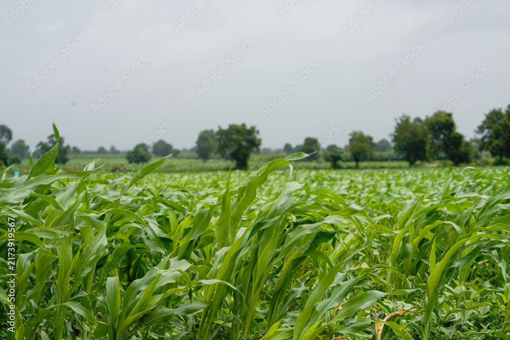 Naklejka premium A vast agricultural field filled with healthy lush green young corn plants growing in dense rows .