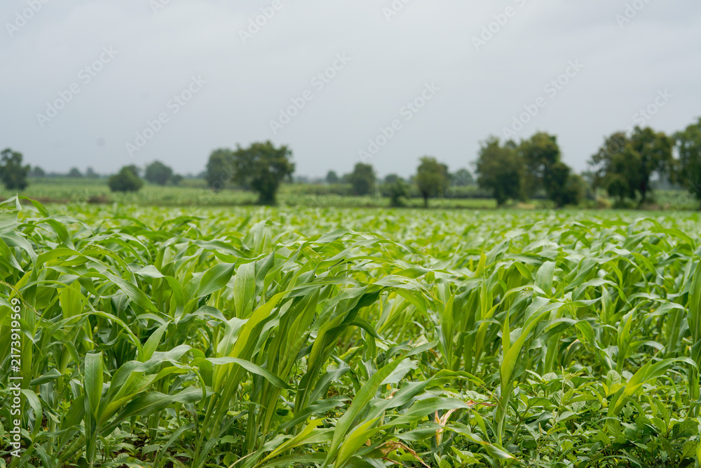 Naklejka premium A vast agricultural field filled with healthy lush green young corn plants growing in dense rows .