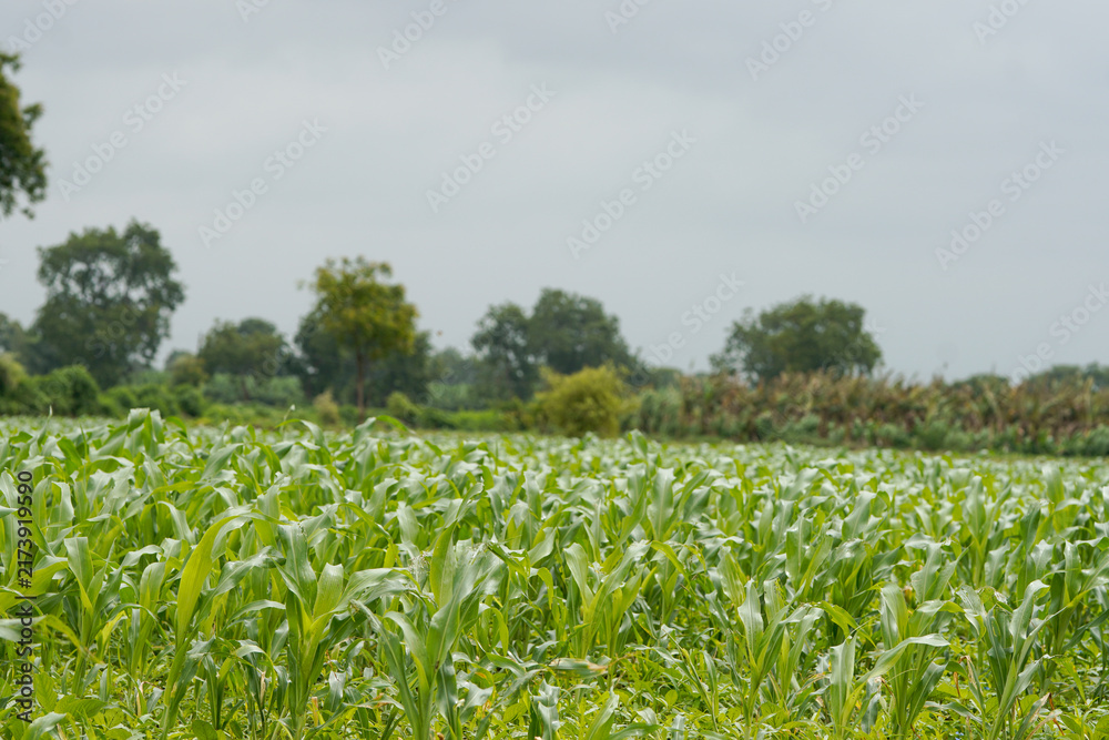 Naklejka premium A vast agricultural field filled with healthy lush green young corn plants growing in dense rows .