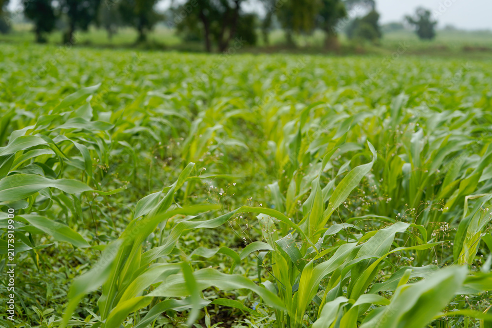 Naklejka premium A vast agricultural field filled with healthy lush green young corn plants growing in dense rows .