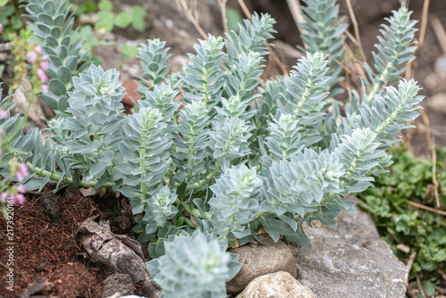 Murtle spurge (Euphorbia myrsinites) grows in a wildlife garden with stones, woody and humus-rich material on the ground-