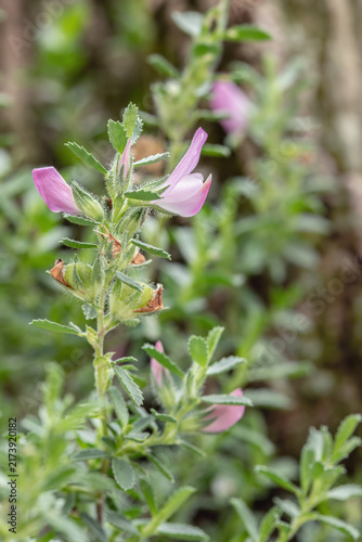 Фотография Spiny restharrow (Ononis spinosa)