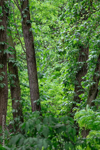 Cuadro en lienzo Dense green woodland filled with climbing vines and foliage