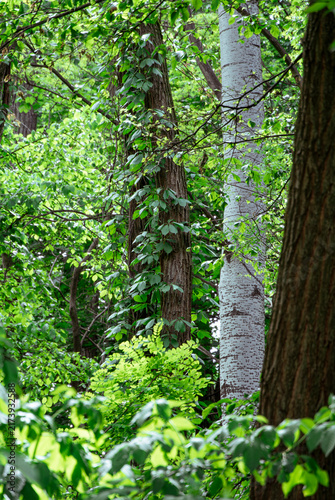 Cuadro en lienzo Lush summer forest with textured trunks and layered greenery