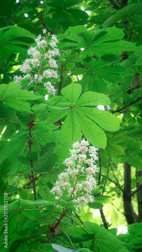 Quadro su tela Blooming aesculus hippocastanum inflorescence with lush green palmate leaves
