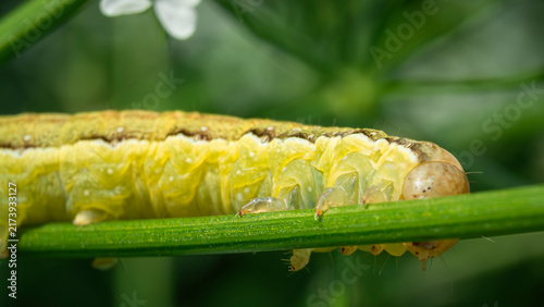 Quadro su tela Yellow sawfly larva clinging tightly to green stem outdoors