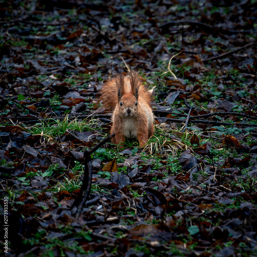 Konstfotografi Red squirrel exploring dark leaf litter in a forest