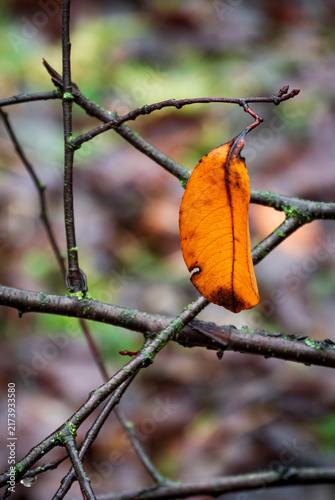 Obraz na plátně Autumn leaf clinging to a fragile weathered branch