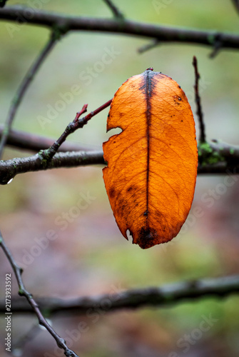 Foto Single orange leaf showing holes and delicate vein pattern