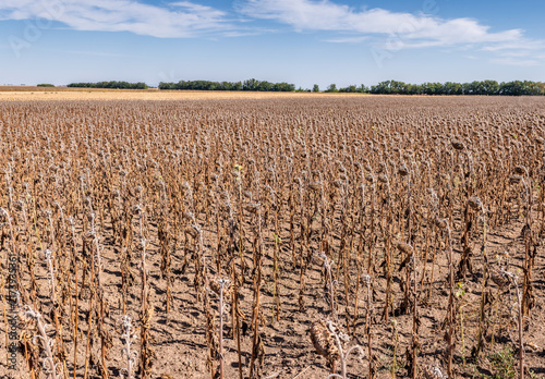 Photography Dry Sunflower Field After Flowering
