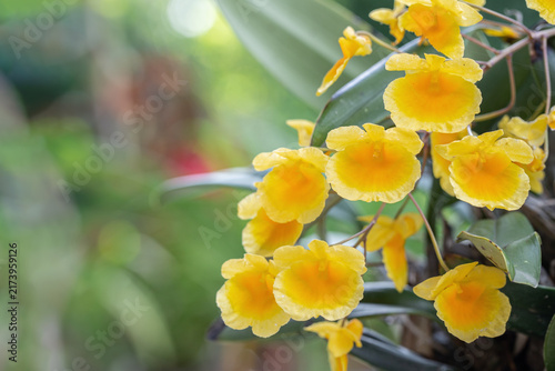 Lindley's Dendrobium orchid. (Dendrobium lindleyi). Raceme with yellow blossoms. Space for your text.