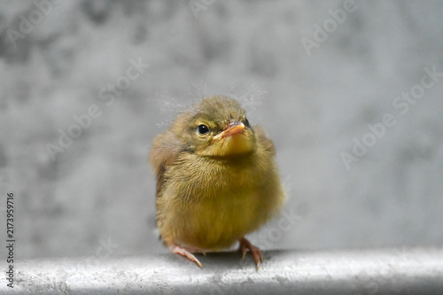 ベランダに来たウグイスのひな鳥
