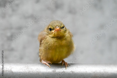 ベランダに来たウグイスのひな鳥