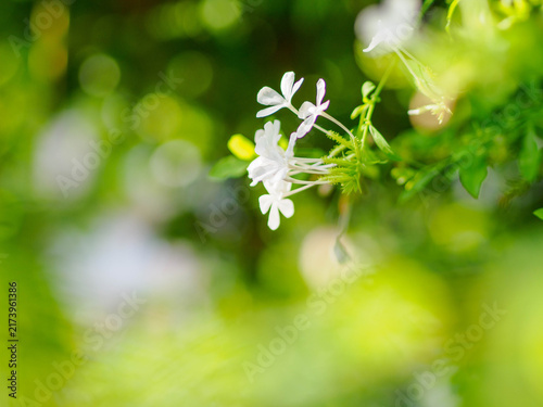 真夏の暑さに耐え涼しげなルリマツリの花