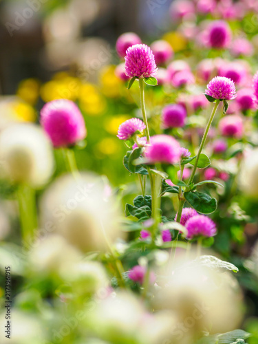 夏の暑さに強く、真夏の花壇を楽しませてくれる千日紅