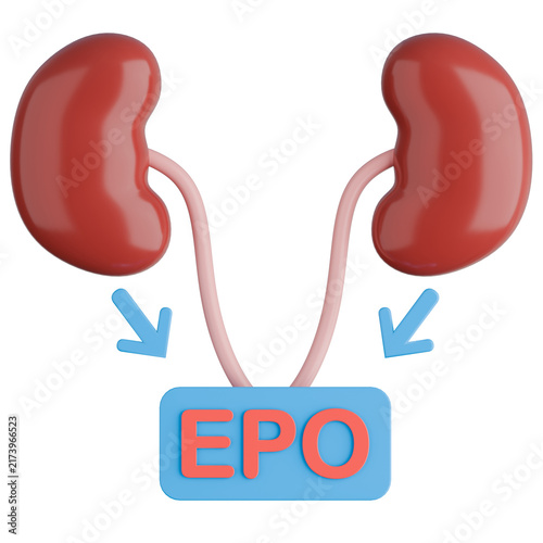 3D illustration of human kidneys with EPO sign, representing erythropoietin hormone secretion and renal endocrine function.
