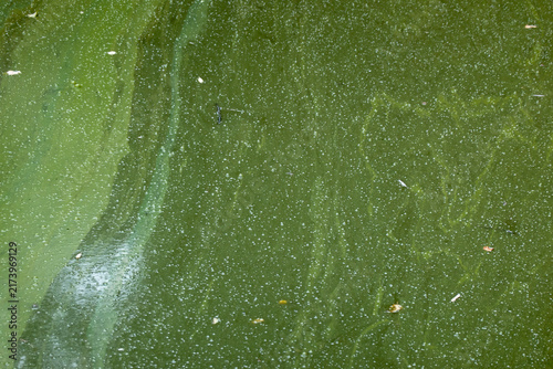 Algae in a stagnant lake